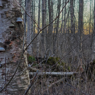 🌲 Early Morning in the Lakeside Grove: Bird Chorus & Forest Serenity