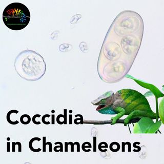Coccidia Parasites and Chameleons
