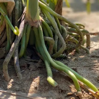 Video-based measurements of maize stalk movement