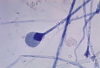 Podcast #277: Mucor
