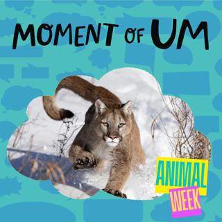 Why don’t mountain lions have manes?
