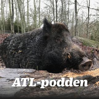 Specialprogram om utbrottet av afrikansk svinpest