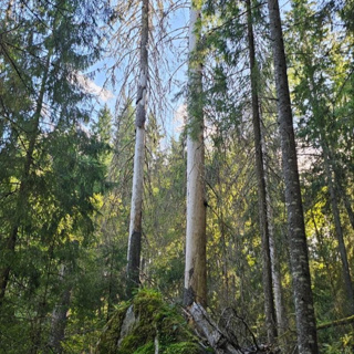 Skogsfredag #339 - Direktrapport från monsterskogen i Mölnbacka
