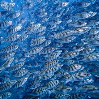 Facts: The Black Striped Salema