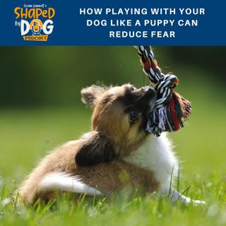 How Playing with Your Dog Like a Puppy Can Reduce Fear #95