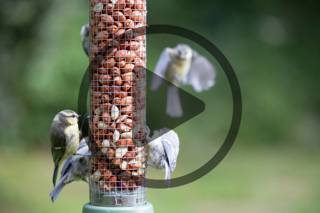Audio Article - Not Just for the Birds: Bird Feeding and You