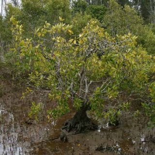 Why are there no Arctic mangroves?