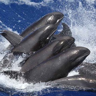 The Marvelous Melon-Headed Whale