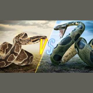 Epic Animal Face-Offs