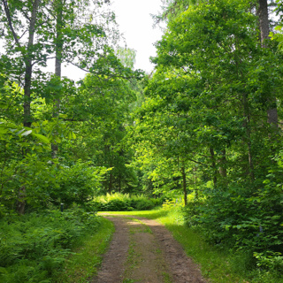 Pure Birdsong and the Peace of a Summer Morning