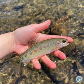 S8, Ep 41: Offbeat Seasons and Terrestrial Tactics: Mac Brown's Fishing Strategies