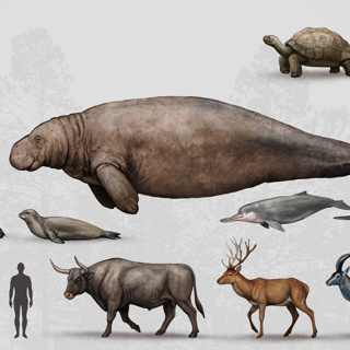 These Giants Were Alive Just 300 Years Ago