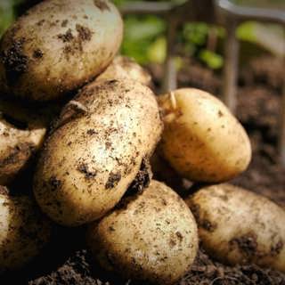 Så förbättras grödorna av nobelprisad teknik