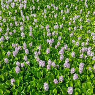 Water Hyacinth: The nightmare turned into opportunities