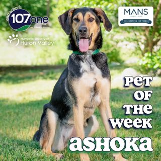 HSHV Pet of the Week 6/18/26