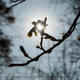 Xooghayantii hore ee joogtada Akadeemiyada Sweden oo iska casishay xubinnimadii iyo sannadka oo loo baqayo dadka qaba xasaasiyada faxalka.