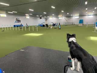 298: Managing Your Dog During Class