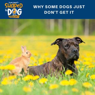 Why Some Dogs Just Don't Get It #63