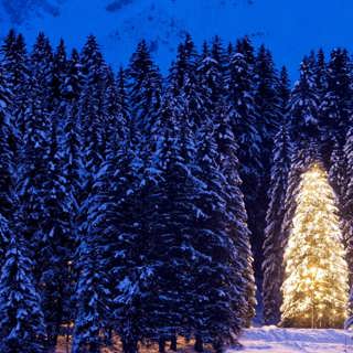 Vem älskar en gran när det inte är jul?