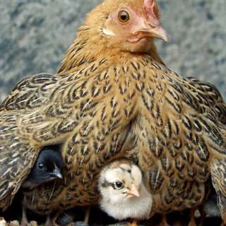 3.13.22 - The Fox and the Hen