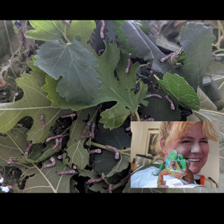 Silkworms with Susan Marquardt