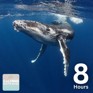 Whale Sounds for Sleeping (8 Hours) | How to Calm a Restless Mind