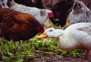 Audio Article: Breeding Ratios for Chickens and Ducks