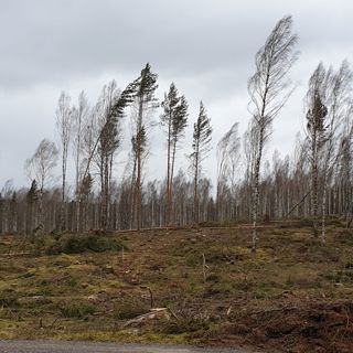 Skogsfredag #153 - Grethe Mogens tas ur drift och rekordresultat för Södra
