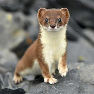Weasel in the Chicken Coop