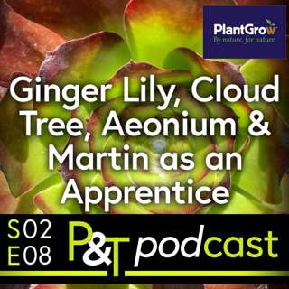 Ginger Lily, Cloud Tree, Aeonium & Lavender Questions, plus Martin's first Boss!