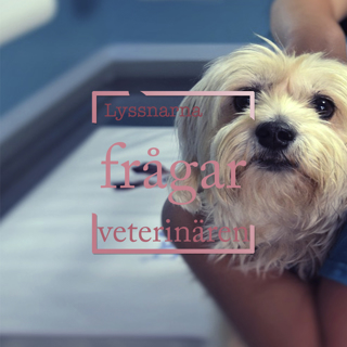 Lyssnarna frågar veterinären