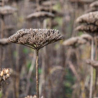 Seed collecting, apple pruning, and wildflowers