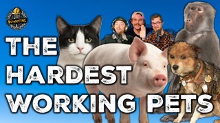 Unbelievable! The Planet's Most Dedicated Working Pets!