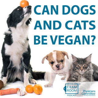 Can Dogs and Cats Be Vegan?