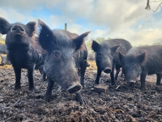 Can You Eat Wild Boar?