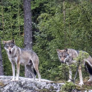 DN:s vargrapportering ifrågasätts, Kalla Fakta släppte valårsbomb, och Radio Romano i blåsväder