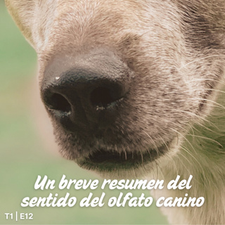 T1 I E12 Un breve resumen del sentido del olfato canino