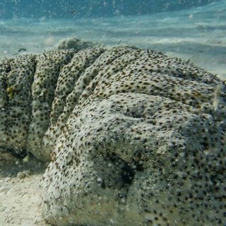 Économie bleue : Maurice prépare le terrain pour la commercialisation du concombre de mer…