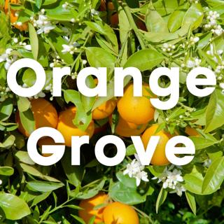 Orange Grove - Sweet and Soothing Sleep Music
