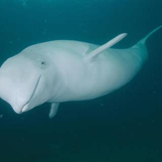 Could humans ever communicate with whales?