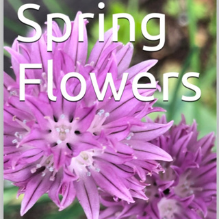 Spring Flowers Volume 130 Splendid by Daniel Lucas