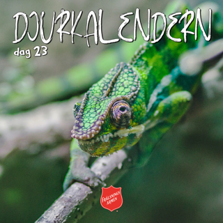 DJURKALENDERN DAG 23: Om anpassningsbara kameleonter
