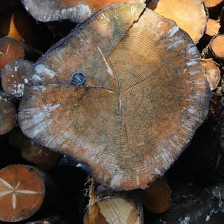 Skogsfredag, Avsnitt 30 - Jonsered, övergrovt och laddade bössor i barkborreskogen