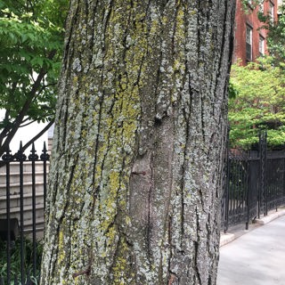 Liking lichens: A Glimpse into the Fascinating World of Lichens