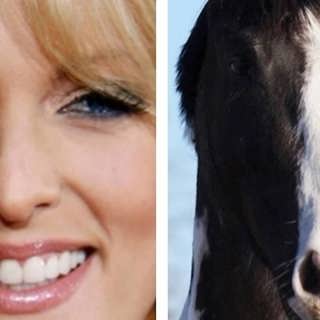 Hästens terapeutiska förmåga