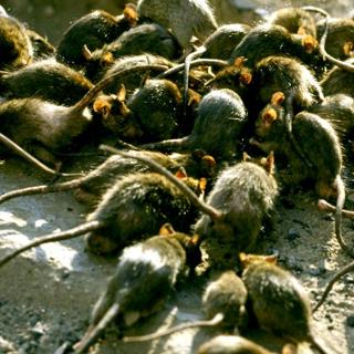 Episode 548 - 2020: Pit of Rats