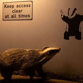 Ian Wood Wins Wildlife Award, Princess Joins Kids in Art, Carpenter Sentenced for Murder Attempt, UK Calls for Mental Health Reform, and more...