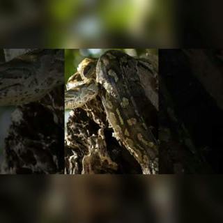 La serpiente que caza cocodrilos no es cómo la imaginas 🤯🐍 #shorts