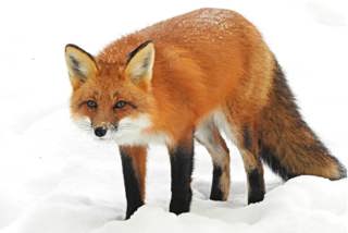 Red Fox: Master of Adaptation