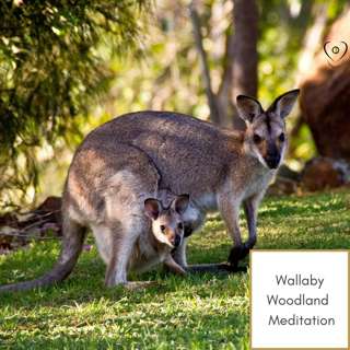 Wallaby Woodland Meditation